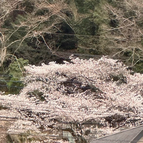 $5 for live share show
Picture taken in Japan - Picture 2 of 7